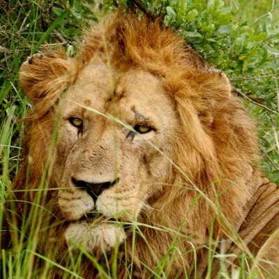 lion-king-east-africa-safari