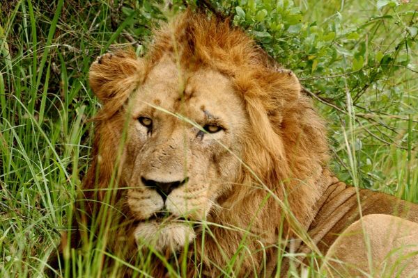lion-king-east-africa-safari