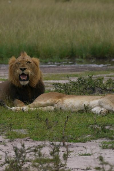 liontz