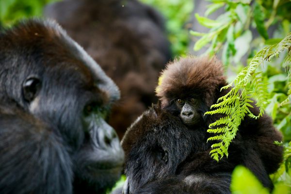 mountain-gorillas-rwanda-wildlife-birdlife