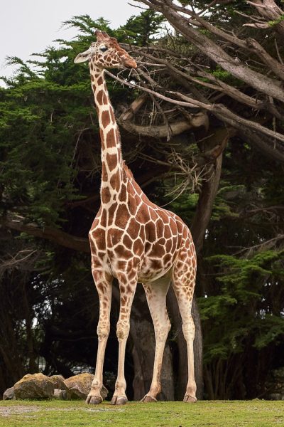 rothschild-giraffe-kenya-safari-tour
