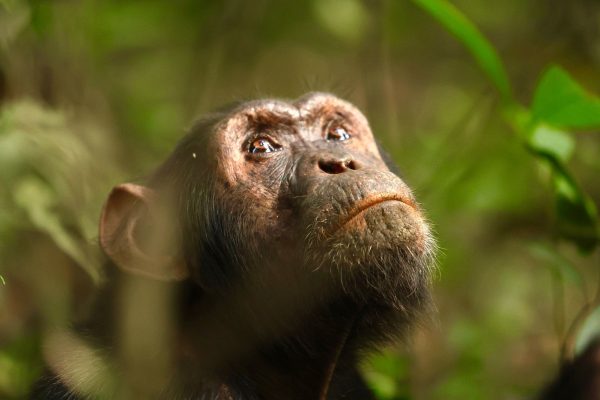 rwanda2