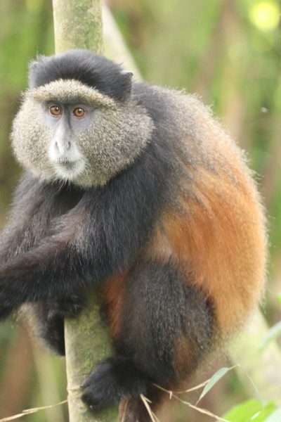rwanda5