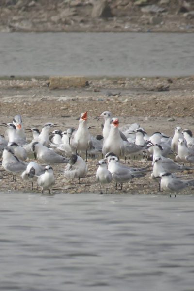 senegal3