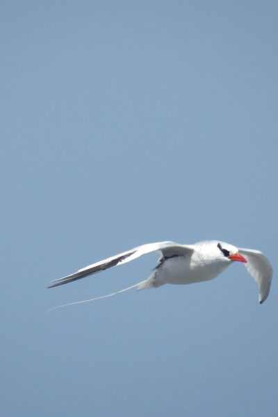 senegal4