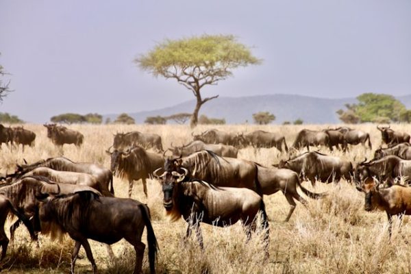 serengeti-wildebeest-tanzania