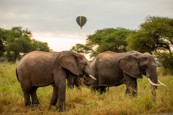 tanzania-wildlife-tarangire-unsplash