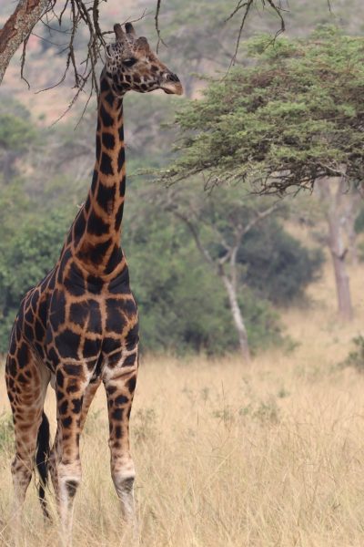 uganda3