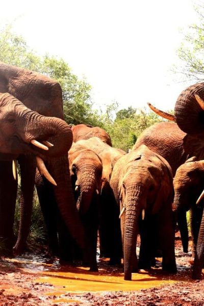 wildlife-safaris-tours-east-africa