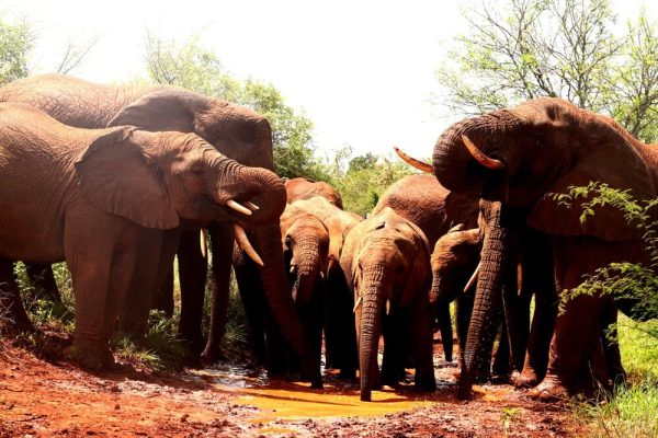 wildlife-safaris-tours-east-africa