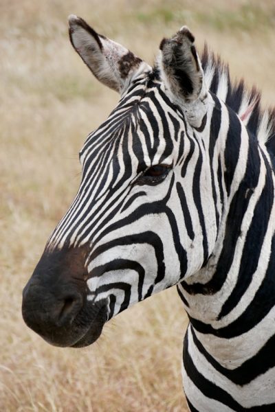 zebra-kenya-tours